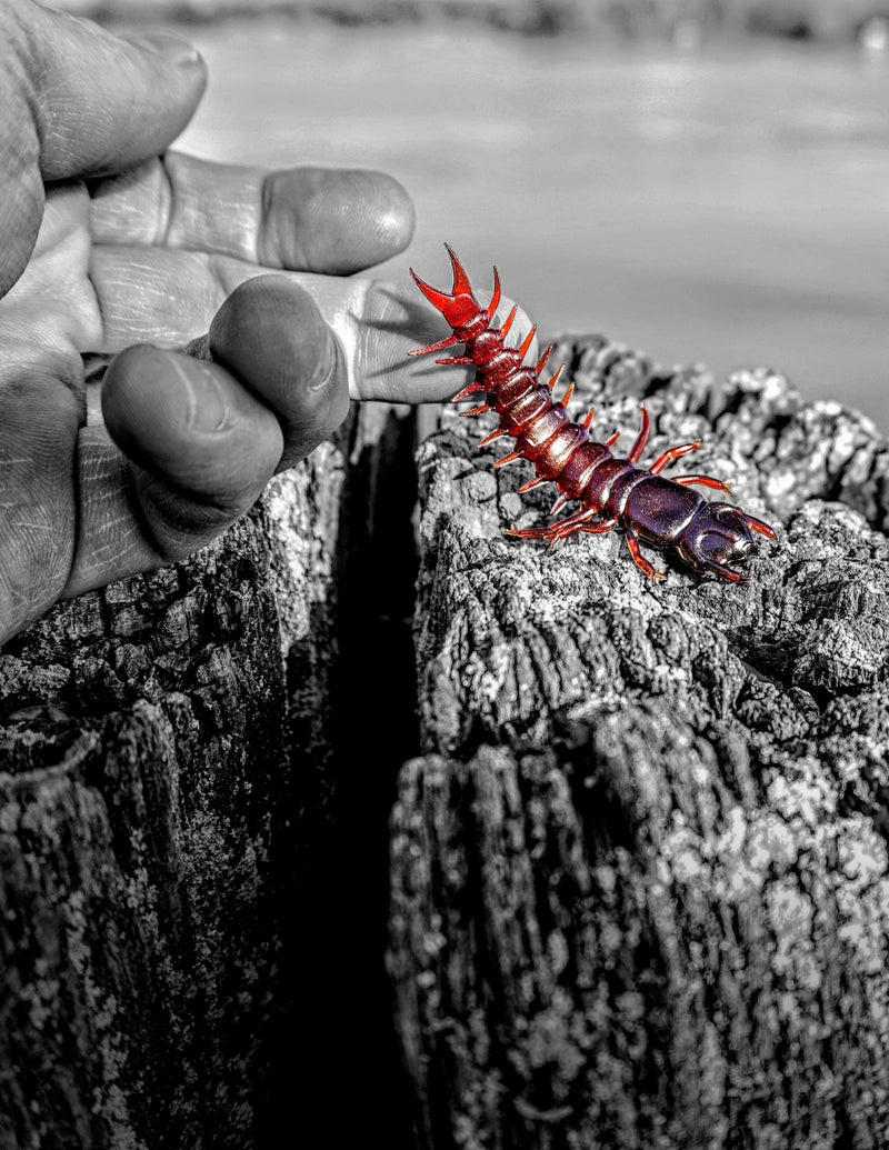 Load image into Gallery viewer, Case Large Hellgrammite
